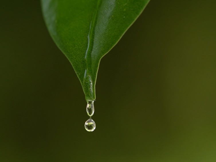 Gota de agua cayendo por la hoja de una planta